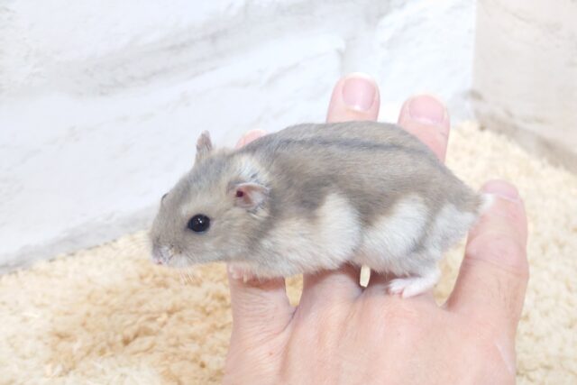 ジャンガリアン