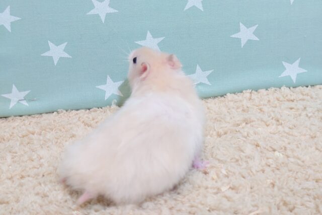 ゴールデンハムスター