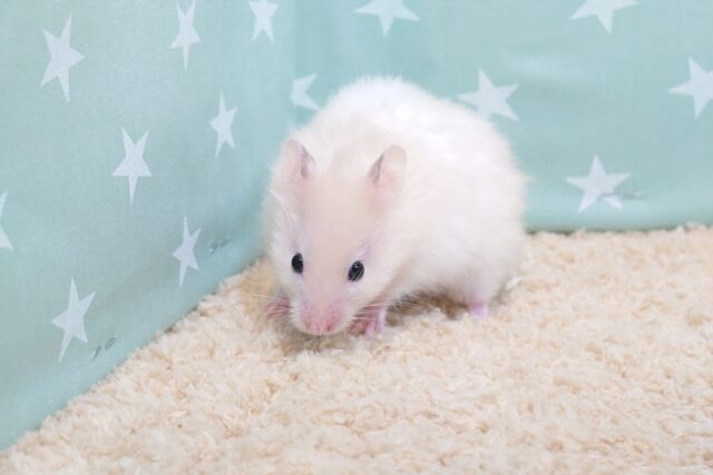 ゴールデンハムスター