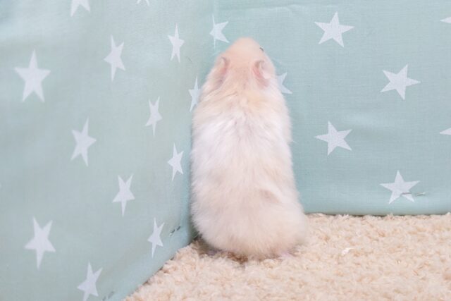 ゴールデンハムスター