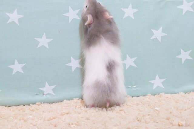 ゴールデンハムスター