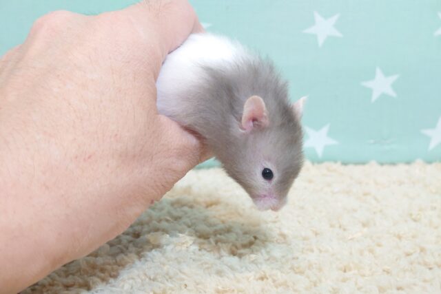 ゴールデンハムスター