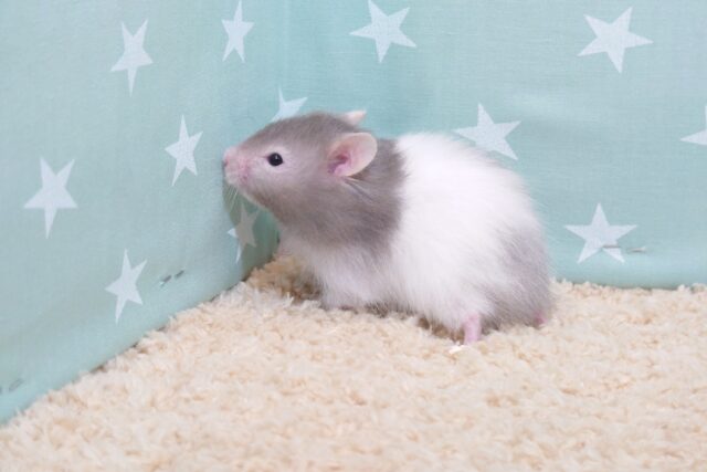 ゴールデンハムスター