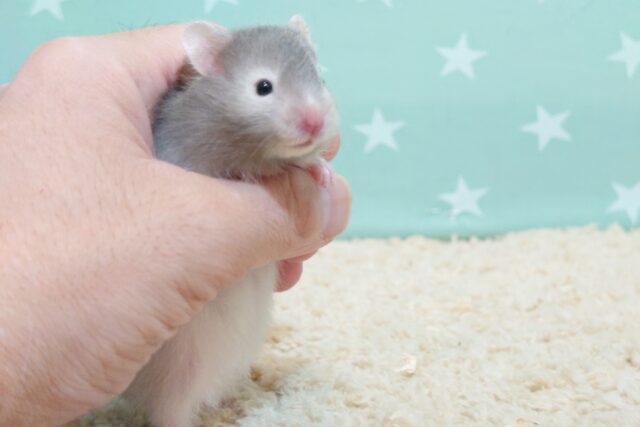 ゴールデンハムスター