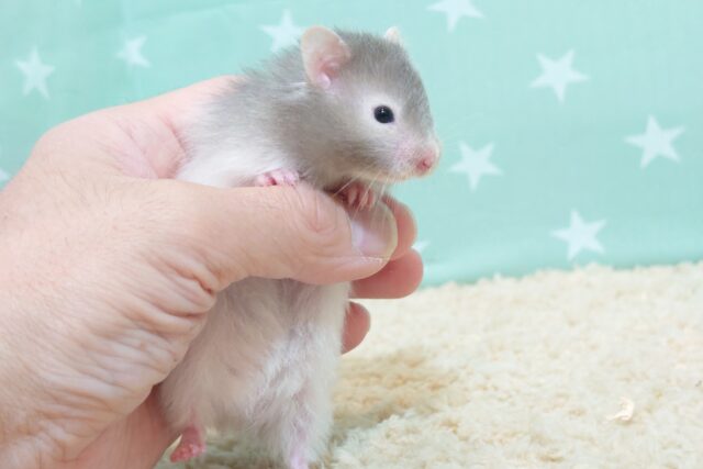 ゴールデンハムスター