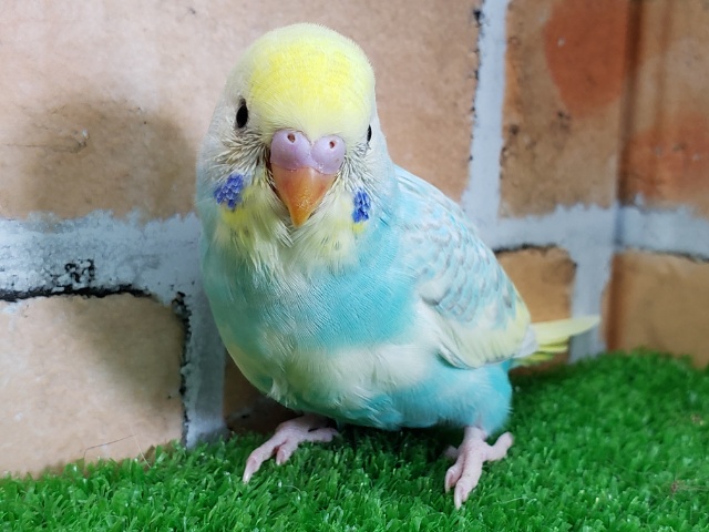 セキセイインコ