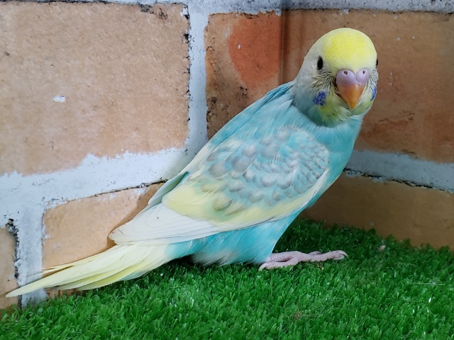 セキセイインコ