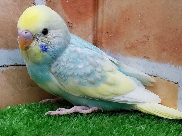 セキセイインコ
