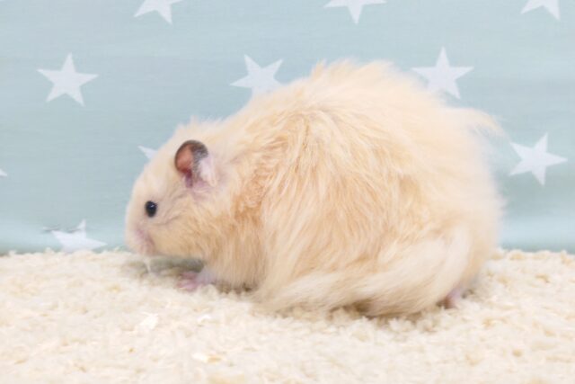 ゴールデンハムスター