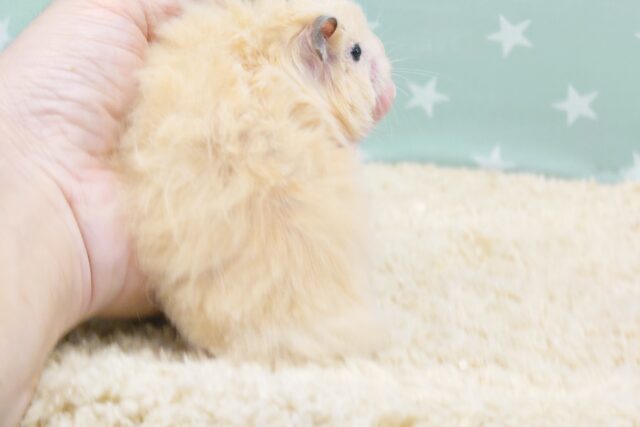 ゴールデンハムスター