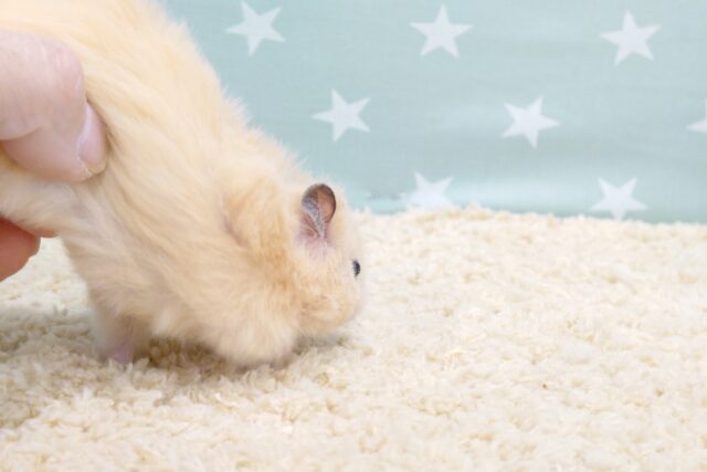 ゴールデンハムスター