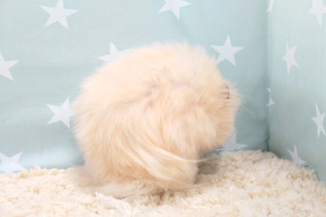 ゴールデンハムスター