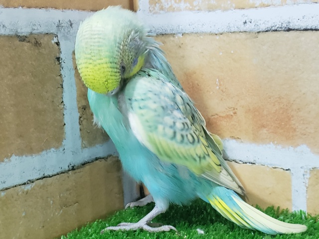 セキセイインコ