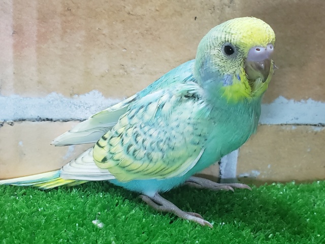 セキセイインコ
