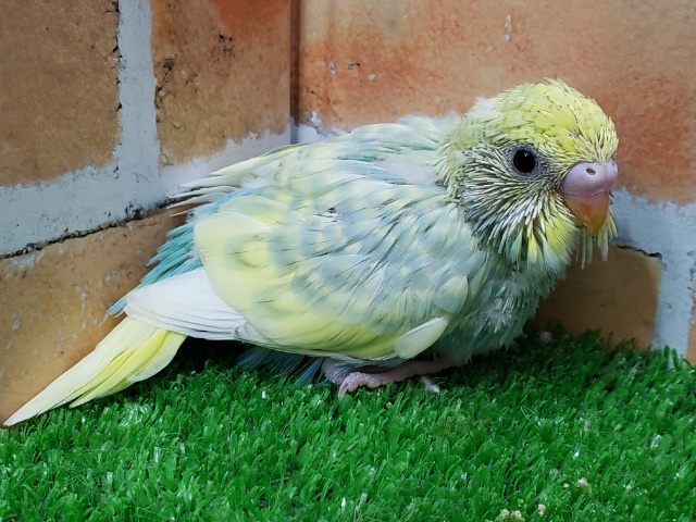 セキセイインコ