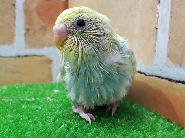 セキセイインコ