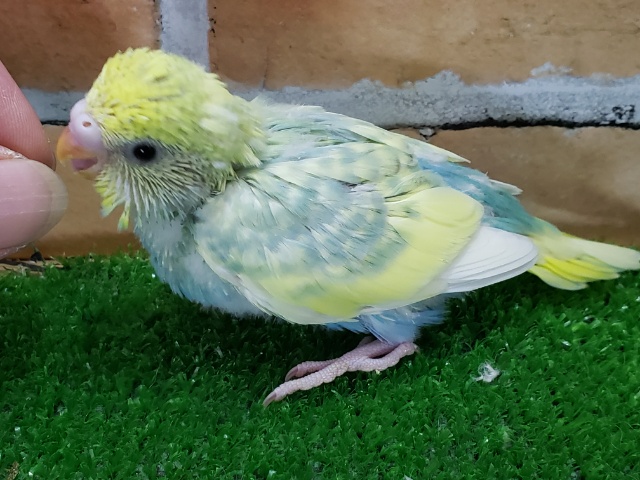 セキセイインコ