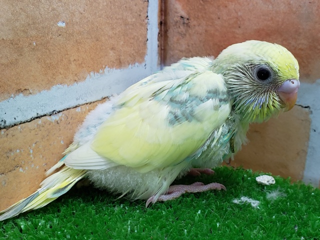 セキセイインコ