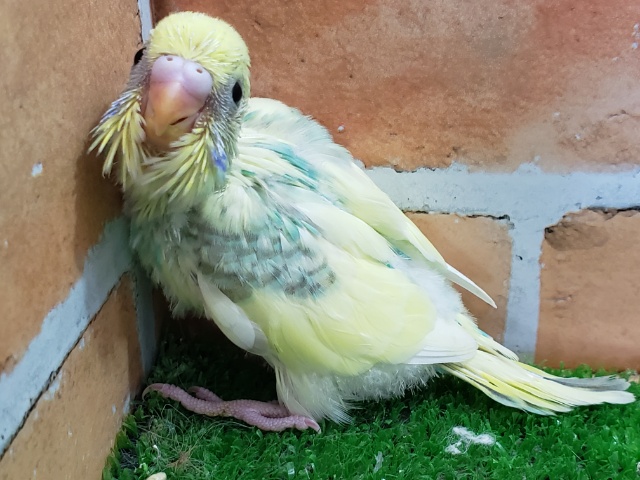 セキセイインコ