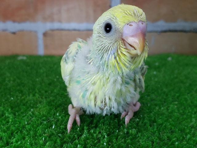 セキセイインコ