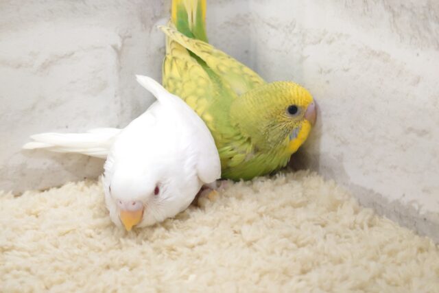 セキセイインコ