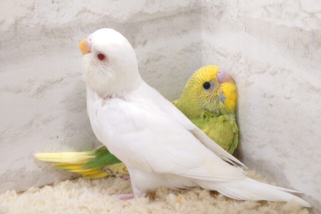 セキセイインコ