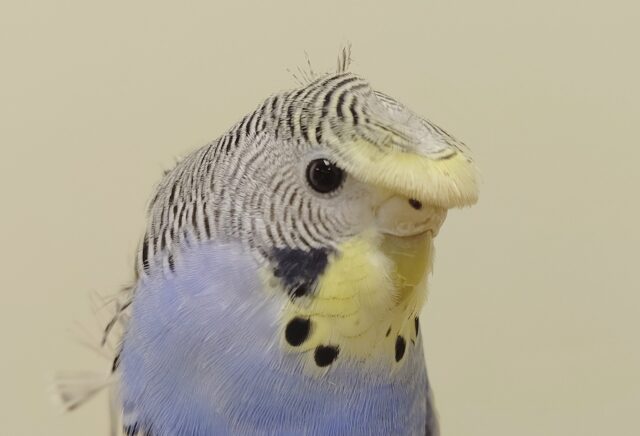 羽衣セキセイインコ