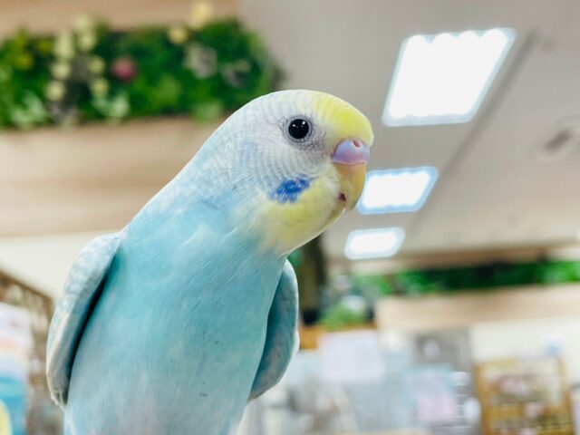 セキセイインコ