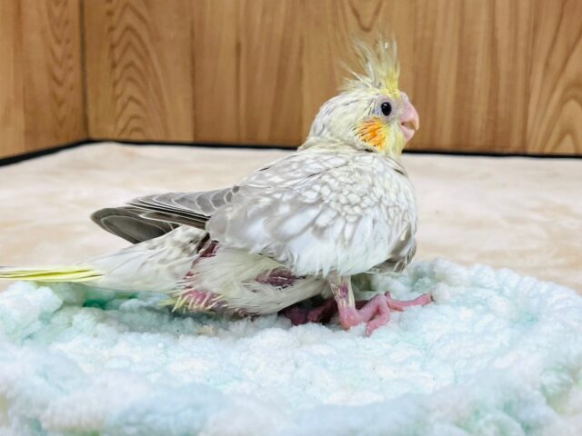 オカメインコ