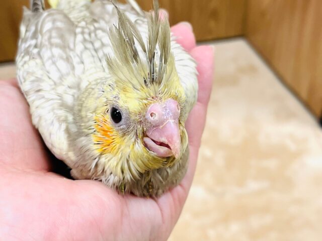 オカメインコ