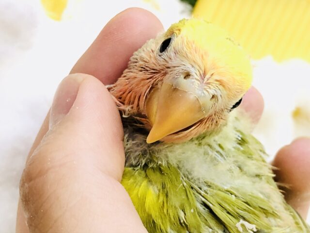 コザクラインコ（小桜インコ）
