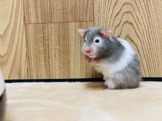 ゴールデンハムスター