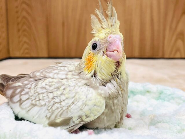 オカメインコ