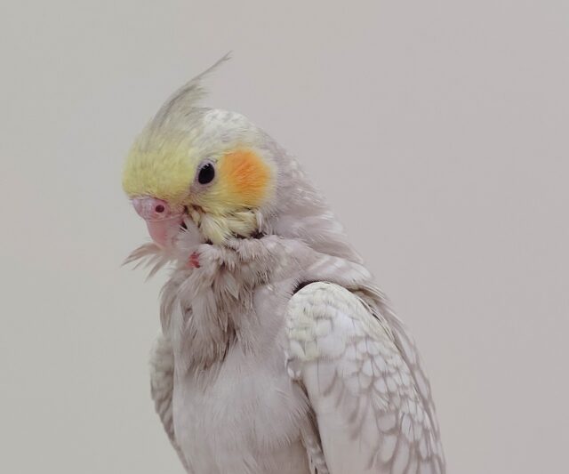 オカメインコ