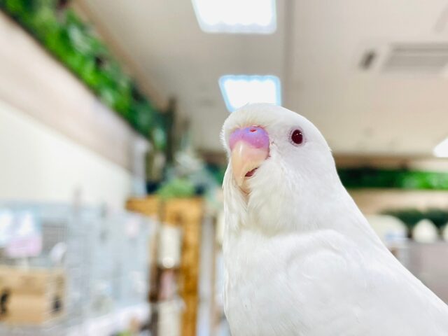 セキセイインコ