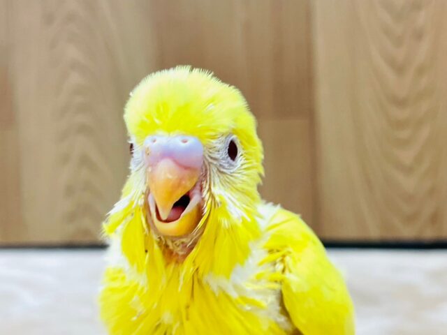 セキセイインコ