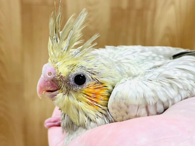 オカメインコ