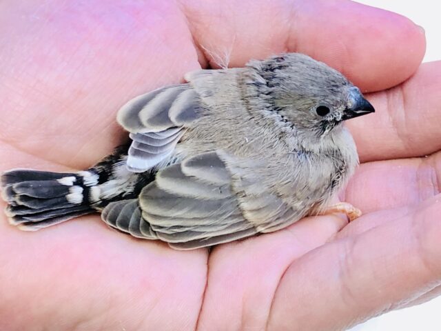 錦花鳥（キンカチョウ）