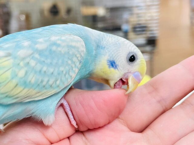 セキセイインコ