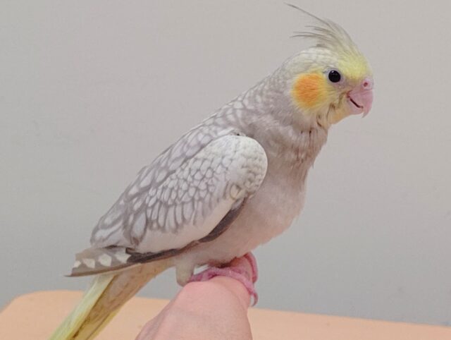 オカメインコ