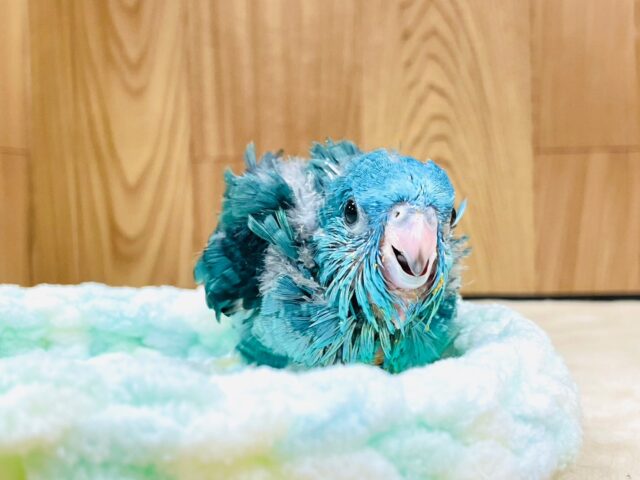 サザナミインコ