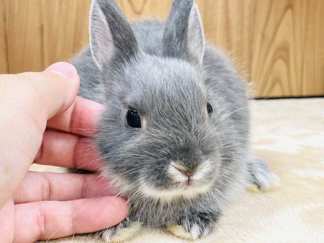 ネザーランドドワーフ