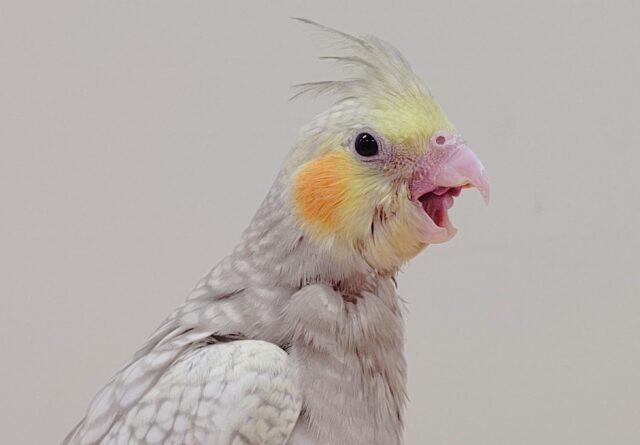 オカメインコ