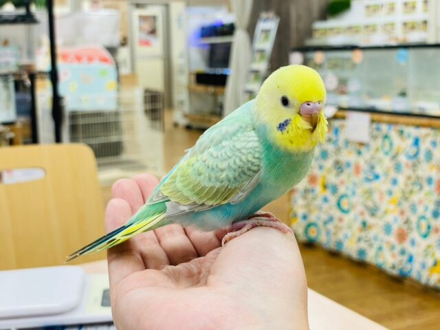 セキセイインコ
