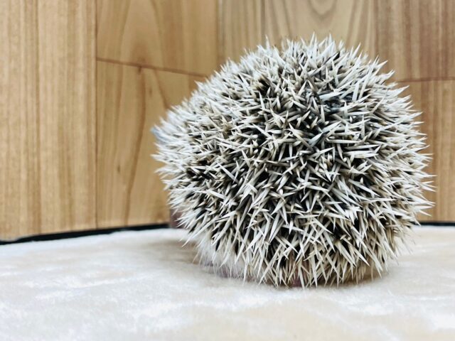 ハリネズミ（ヨツユビハリネズミ）