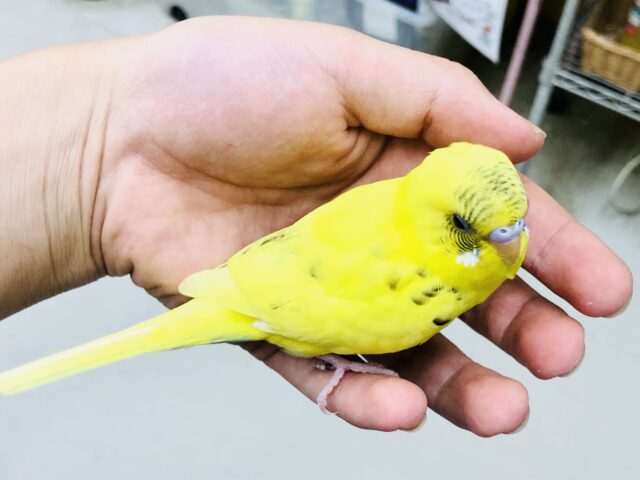 セキセイインコ