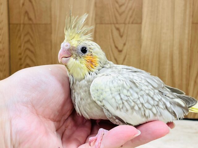 オカメインコ