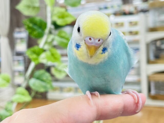 セキセイインコ