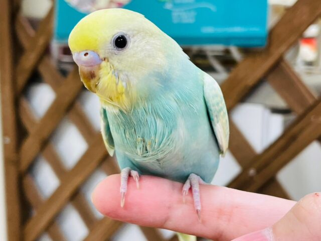 セキセイインコ