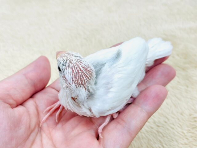 白文鳥